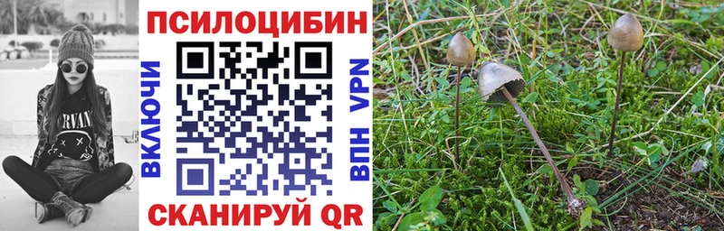 купить наркотики сайты  Дагестанские Огни  Галлюциногенные грибы Psilocybine cubensis 